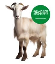 Saudi Goat