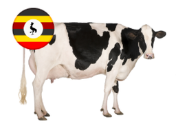Uganda Cow