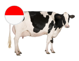 Indonesia Cow