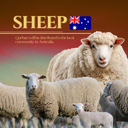 SHEEP (AUSTRALIA)