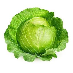 Cabbage 