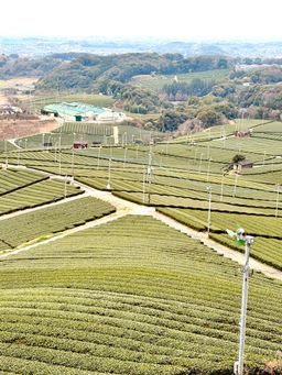 Yame Tea Appreciation & Matcha Whisking (3 May 2026, Sunday 2-3.30pm)