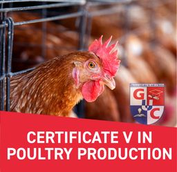 CERTIFICATE V IN POULTRY PRODUCTION