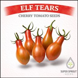 Elf Tears cherry tomato x 10 seeds 