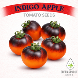 Indigo tomato combo pack x 6 packs 10 seeds.