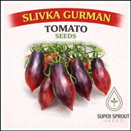 Indigo tomato combo pack x 6 packs 10 seeds.