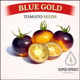 Indigo tomato combo pack x 6 packs 10 seeds.