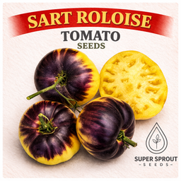 Indigo tomato combo pack x 6 packs 10 seeds.