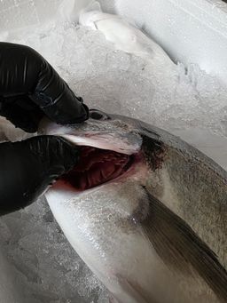 Dorada Afumată - 130 lei / Kg