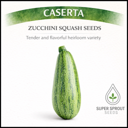 🥒CASERTA ZUCCHINI🥒 x 10 seeds