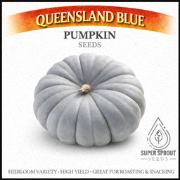 🎃QUEENSLAND BLUE🎃 x 10 seeds