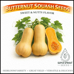 🎃BUTTERNUT SQUASH🎃 x 10 seeds