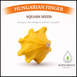 YUGOSLAVIAN FINGERS SQUASH x 5 seeds