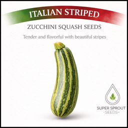 🥒ITALIAN  STRIPED ZUCCHINI🥒 x 10 seeds