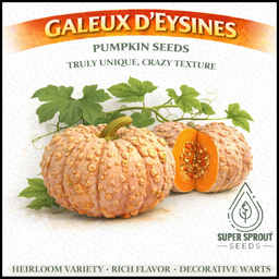 Galeux d'Eysines' pumpkin x 8 seeds 