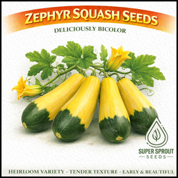Zephyr squash x 6 seeds 