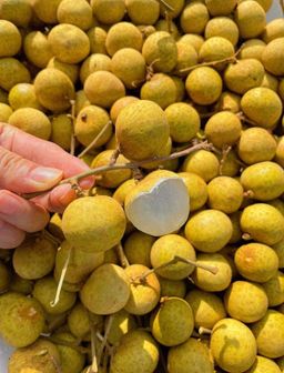 Longgan (By the Box) 