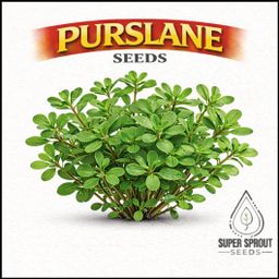 🌿PURSLANE🌿 x 100 seeds
