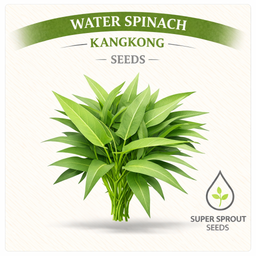 WATER SPINACH x 10 seeds