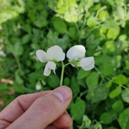 Witte Erwten bloem/ white Pea flower
