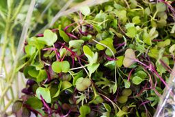 Microgreens 