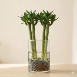 Lotus Bamboo (Set of 2 & 4 Sticks) – 60cm Live Indoor Plants for Good Luck & Wealth