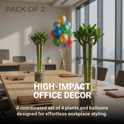 Lotus Bamboo (Set of 2 & 4 Sticks) – 60cm Live Indoor Plants for Good Luck & Wealth