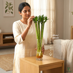 Lotus Bamboo (Set of 2 & 4 Sticks) – 60cm Live Indoor Plants for Good Luck & Wealth