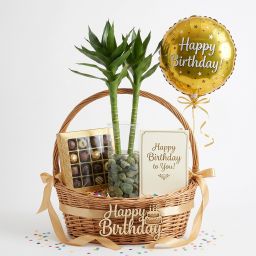 Lotus Bamboo (Set of 2 & 4 Sticks) – 60cm Live Indoor Plants for Good Luck & Wealth