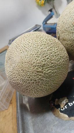 Melon