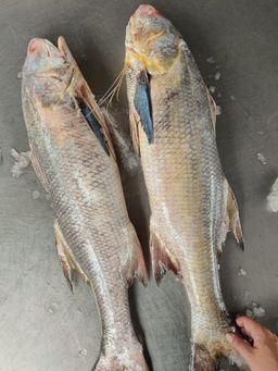 黑午鱼 Black Threadfin