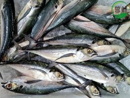 硬尾鱼 Hardtail Mackerel