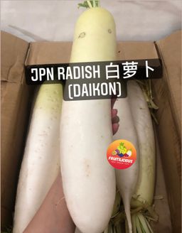 JPN WHITE RADISH 白萝卜(Daikon)