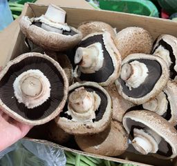 Holland portobello mushroom (approx 1kg)