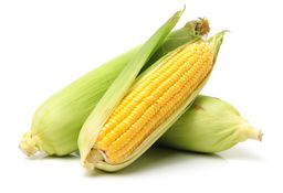 Yellow Corn Maize
