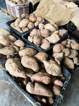 PINK SWEET POTATO / UBI 橙肉地瓜