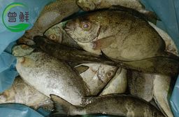 发财鱼/白肚鱼 Rabbitfish