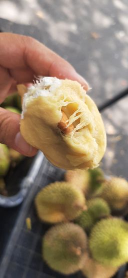 Durian Kucing tidur /kg