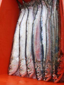 西刀鱼 Wolf Herring