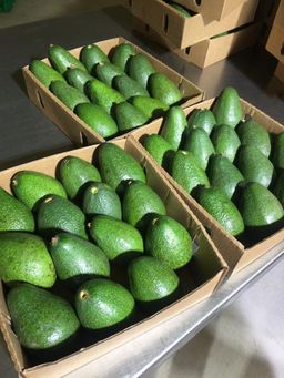 Hass jumbo avocados (3 piece)