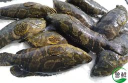  龙虎斑 Sea Dragon Grouper