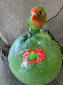 Malaysia Ipoh Pomelo