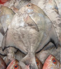 Chinese Pomfret 斗鲳  (500g) 