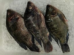 黑尼罗红 Black Tilapia