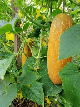 OLD CUCUMBER / TIMUN TUA 老黄瓜