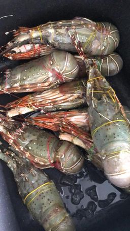 🦞Lobster🦞 *HOT!*