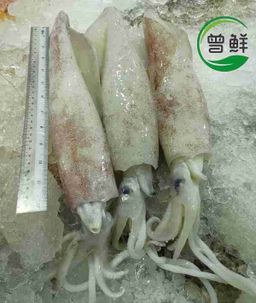 苏东 Squid