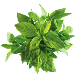 Thai Lemon Basil - 九層塔