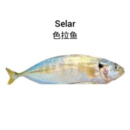 Selar 色拉鱼