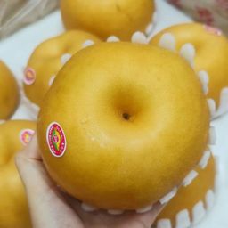韩国南水梨 Korean Nam Shui Pear XXL SZE (1pcs)